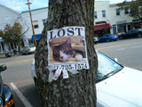 cat, sag harbor